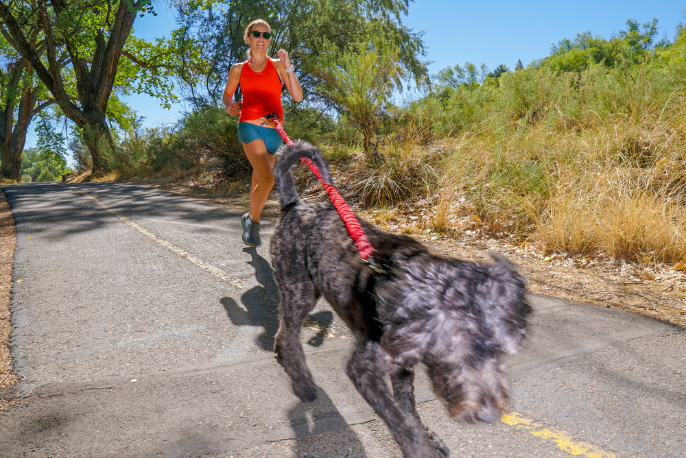 Läuferin mit Hund Läuferin mit Tow-Whee Hüftgurt und Hund an roter Leine auf sonniger Straße.