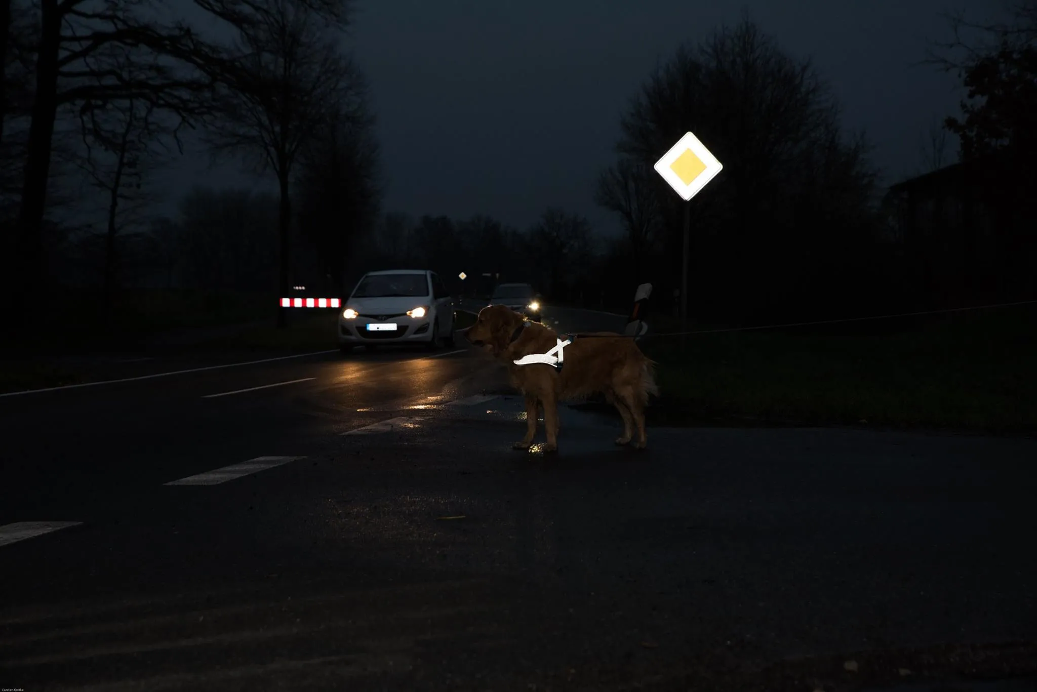 Auf dunkler Straße steht ein Hund mit reflektierendem Geschirr vor zwei Autos. Ein gelbes Vorfahrtsschild ist erkennbar.