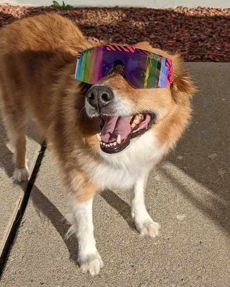 Cane con bocca aperta che indossa occhiali fotocromatici con montatura rosa e nera.