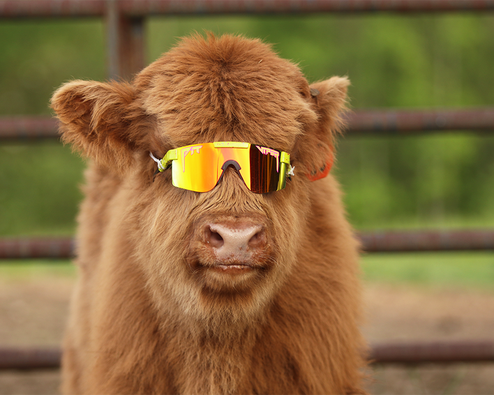 Braunes Kalb mit polarisierter Sonnenbrille mit gelbem Rahmen und rot-orangen Gläsern.